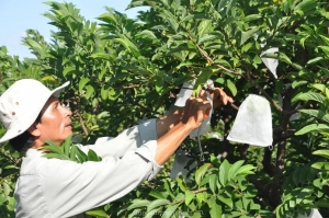 Túi bao mãng cầu - Công Ty TNHH In Hoa Mai